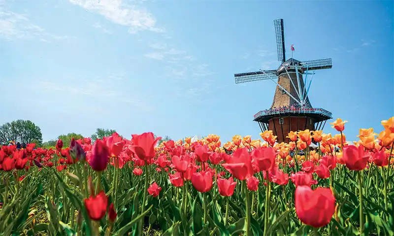 Tulip Festival in Holland, MI